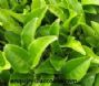 green tea polyphenols